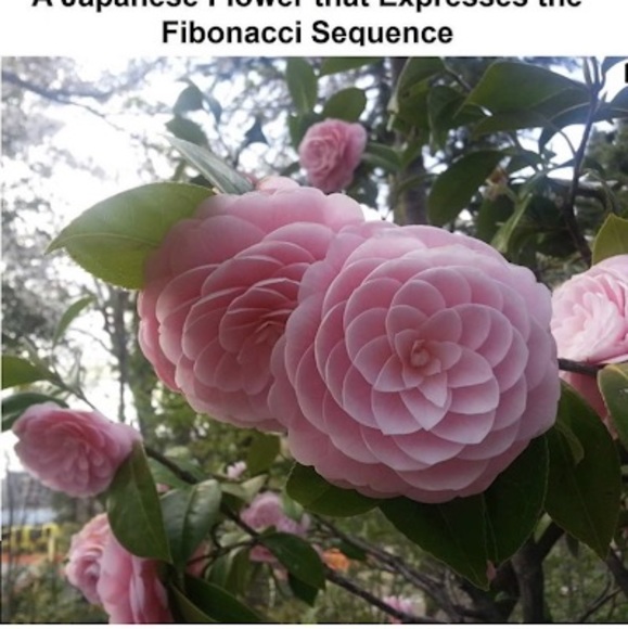 Meet your Posher, Michael - Picture 1 of 1